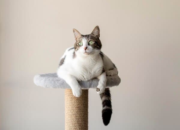Buy a Cat Scratching Post to Stop Your Cat Scratching the Furniture