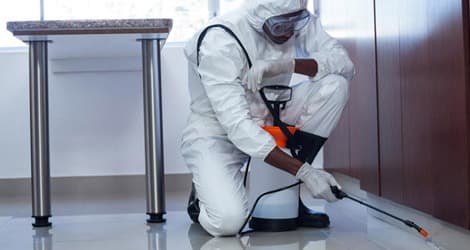 Pest Control Caledon Your Essential Guide