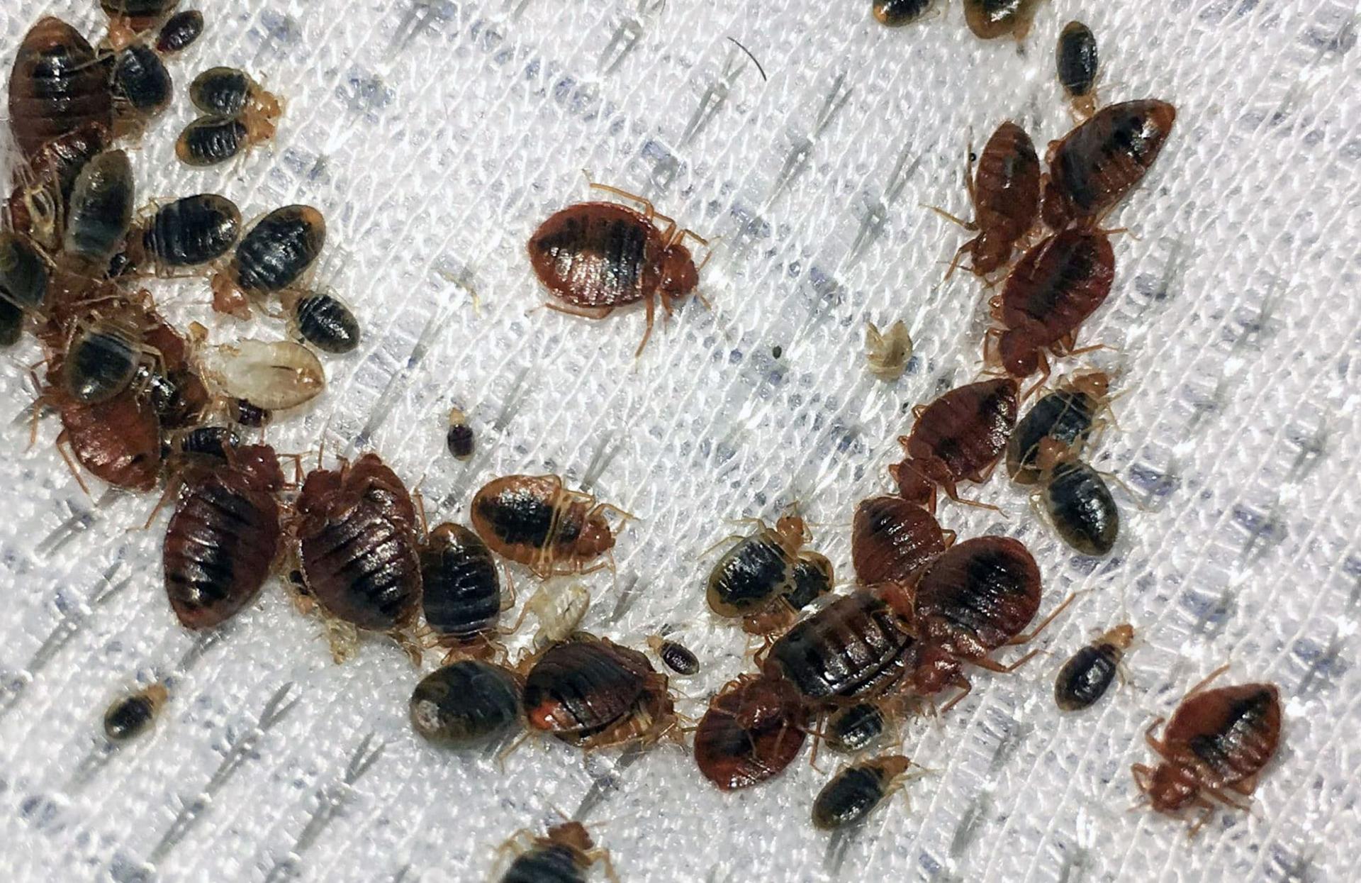 What You Need to Know About Bed Bug Removals in Homes