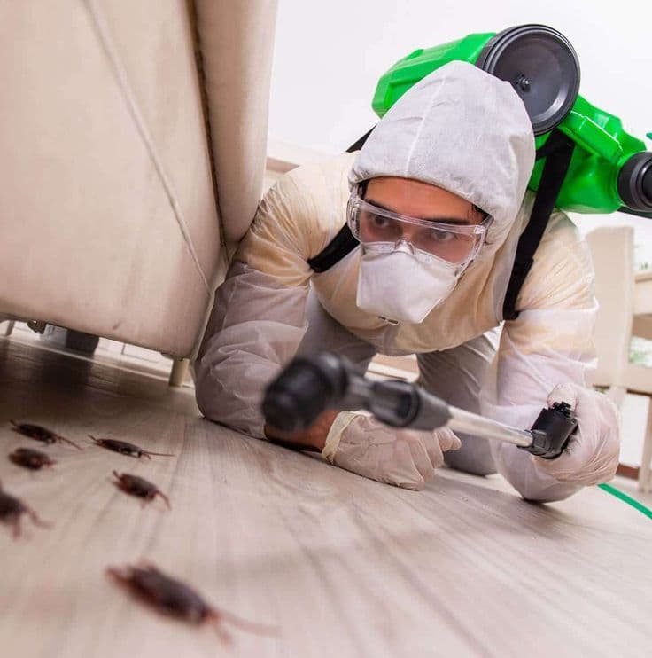 Pest Control Russell Ontario | SG Pest Control