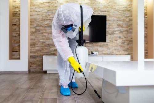Finding Peace of Mind: Your Guide to Residential Pest Control in Hamilton